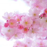 pink, cherry blossoms, flowers-324175.jpg